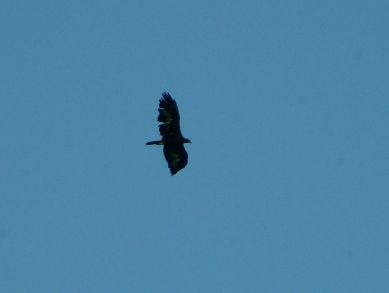 Aquila?